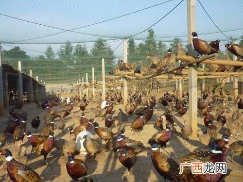 三峡黑鸡养殖基地 绵阳黑山鸡养殖基地
