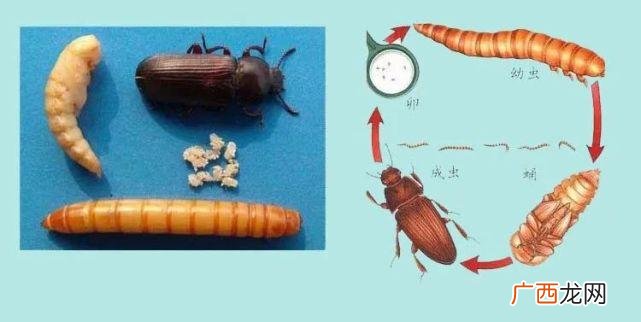 大麦虫养殖技术 面包虫简单养殖