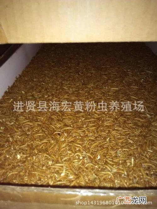 面包虫几天喂一次 面包虫养殖一天喂几次
