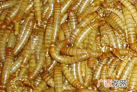 面包虫几天喂一次 面包虫养殖一天喂几次
