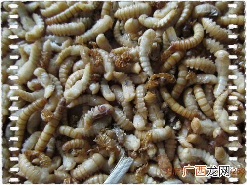 面包虫蛹要几天成虫 面包虫蛹养殖温度
