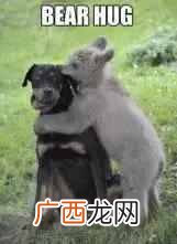 bear是什么意思？bear最常见的几个意思