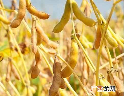 五谷是哪五谷？快来涨涨知识吧