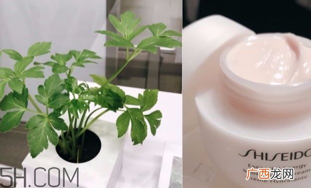 资生堂激能量水乳霜怎么样？资生堂激能量水乳霜多少钱