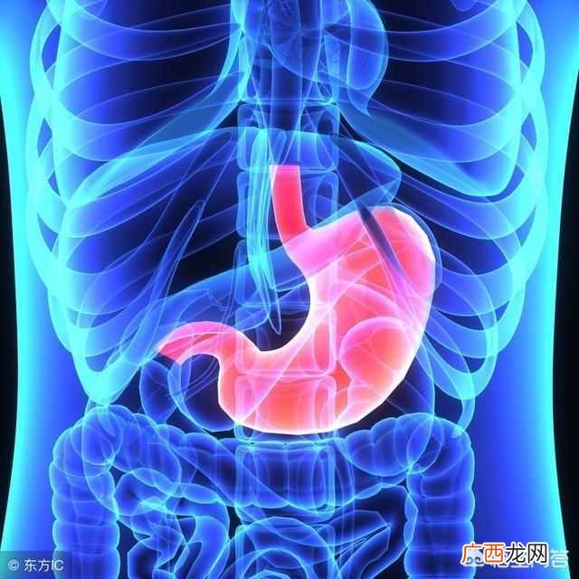 胃在什么位置？人体详图秒懂