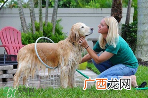 冬天狗狗多久洗一次澡？狗狗冬天久洗一次澡？
