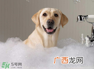 冬天狗狗多久洗一次澡？狗狗冬天久洗一次澡？