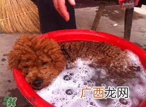 冬天狗狗多久洗一次澡？狗狗冬天久洗一次澡？