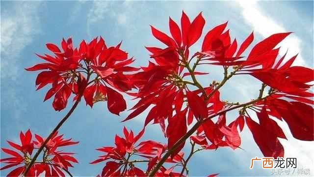 且行且珍惜什么意思？人生没有重来，所有的遇