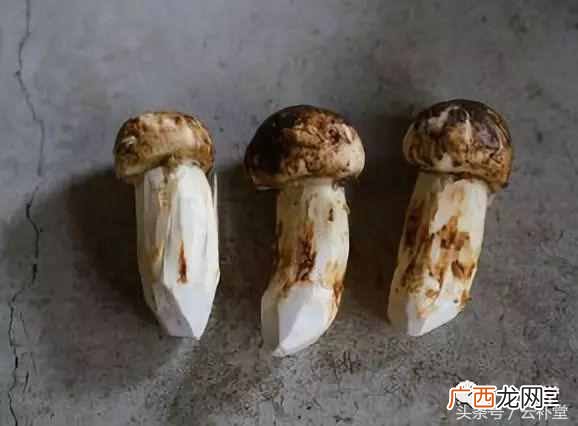 松茸怎么吃最好？松茸做法大全分享（每种都非