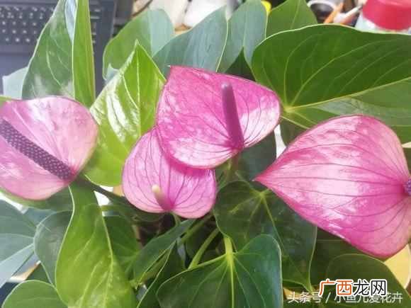冬天红掌叶子发黄怎么办？只需一招，叶绿花艳