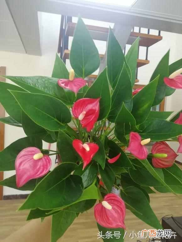 冬天红掌叶子发黄怎么办？只需一招，叶绿花艳