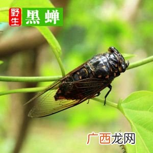 山东哪里有养殖金蝉的合作社 哪里有专业养殖蝉的