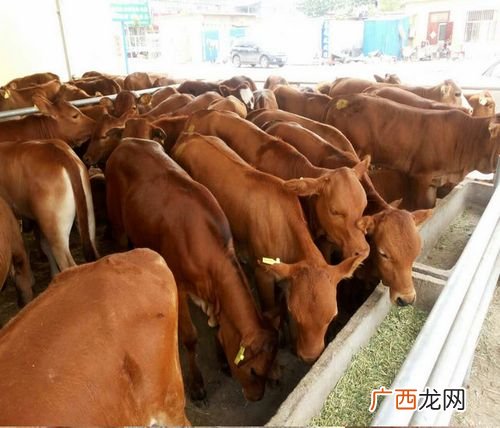 南阳月嫂 南阳养殖协会