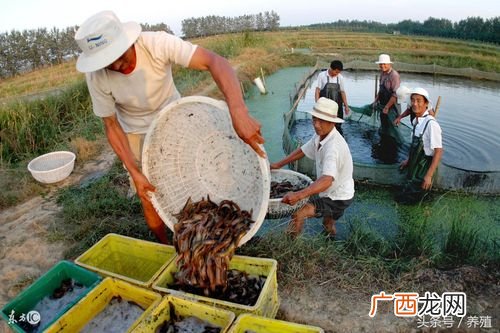 稻田养泥鳅 泥鳅怎么养殖视频看看