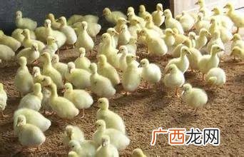 致富经石蛙养殖视频 农村养殖石蛙赚钱吗