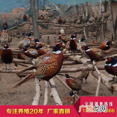 致富经石蛙养殖视频 农村养殖石蛙赚钱吗