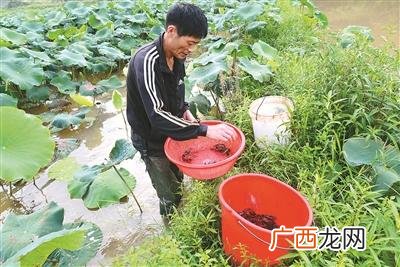藕带塘怎么套养小龙虾 藕田养殖龙虾怎么收
