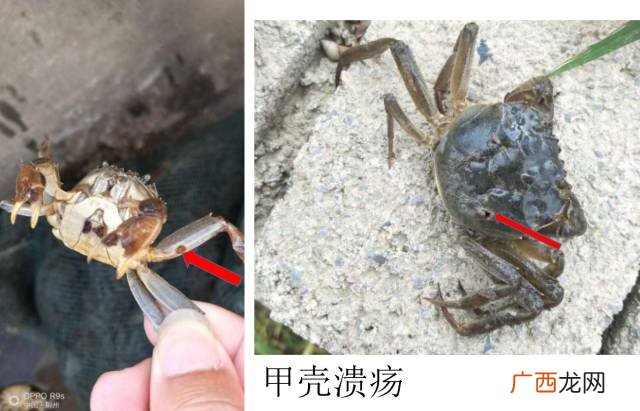 青蟹病害预防与治疗 螃蟹养殖病