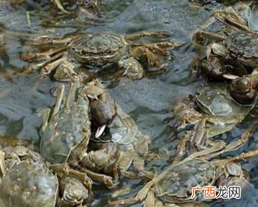青蟹病害预防与治疗 螃蟹养殖病