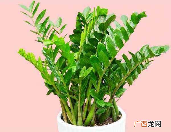冬天金钱树叶子发黄怎么办？莫慌，三招快速解