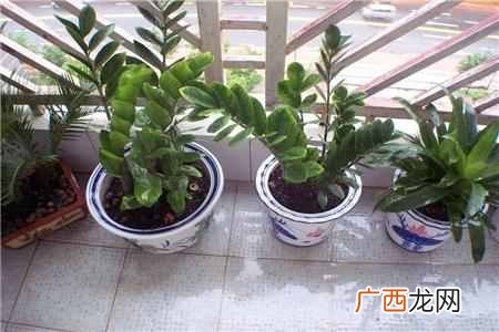 冬天金钱树叶子发黄怎么办？莫慌，三招快速解