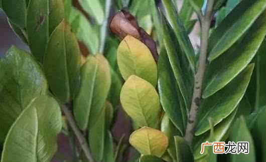 冬天金钱树叶子发黄怎么办？莫慌，三招快速解
