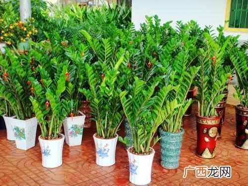 冬天金钱树叶子发黄怎么办？莫慌，三招快速解