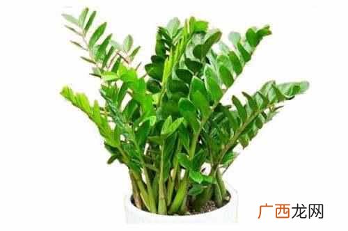 冬天金钱树叶子发黄怎么办？莫慌，三招快速解
