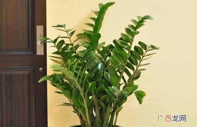 冬天金钱树叶子发黄怎么办？莫慌，三招快速解