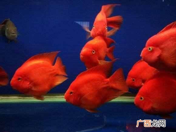 鹦鹉鱼怎么养长得快最红？新手教程教学