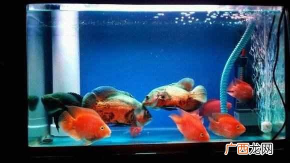 鹦鹉鱼怎么养长得快最红？新手教程教学