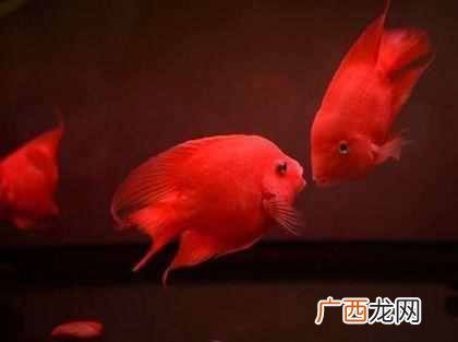 鹦鹉鱼怎么养长得快最红？新手教程教学