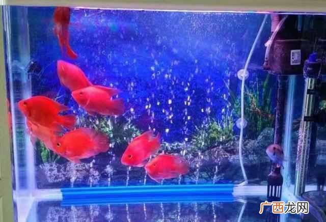 鹦鹉鱼怎么养长得快最红？新手教程教学