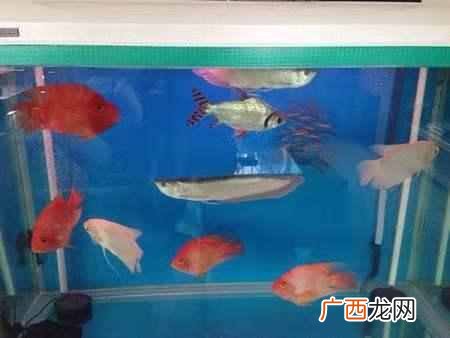 鹦鹉鱼怎么养长得快最红？新手教程教学