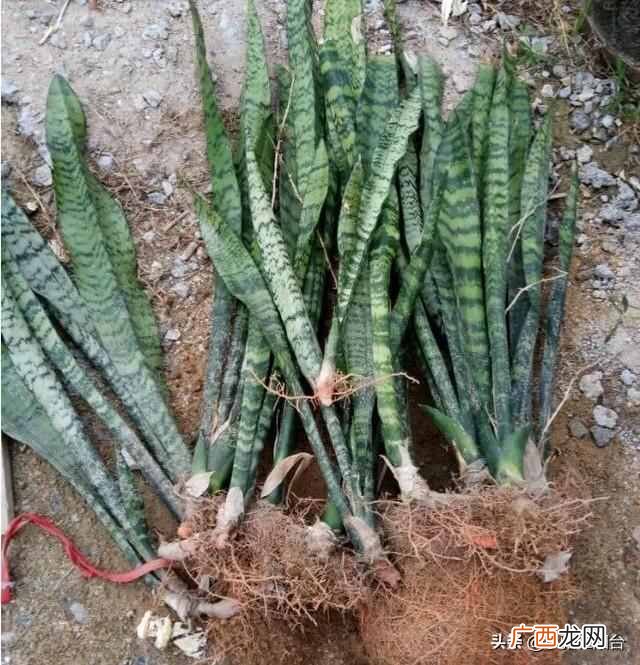 虎皮兰怎么养殖才会茂盛？爆盆快就靠这个小技