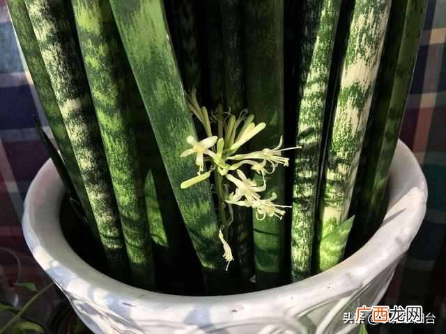 虎皮兰怎么养殖才会茂盛？爆盆快就靠这个小技