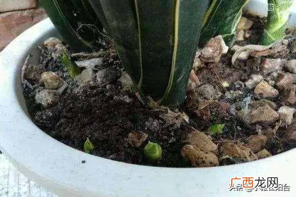 虎皮兰怎么养殖才会茂盛？爆盆快就靠这个小技