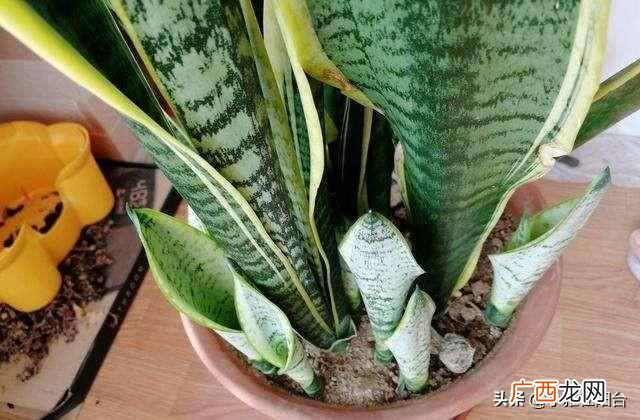 虎皮兰怎么养殖才会茂盛？爆盆快就靠这个小技