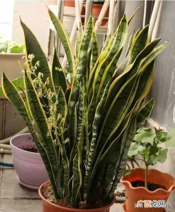 虎皮兰怎么养殖才会茂盛？爆盆快就靠这个小技