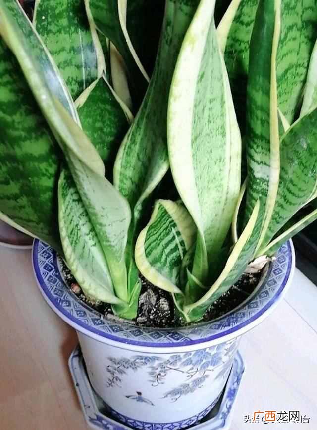 虎皮兰怎么养殖才会茂盛？爆盆快就靠这个小技