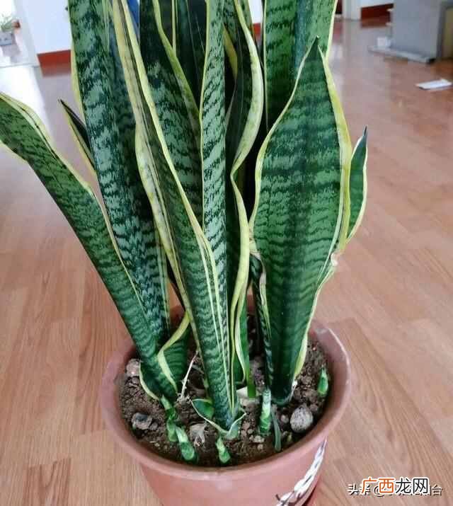 虎皮兰怎么养殖才会茂盛？爆盆快就靠这个小技