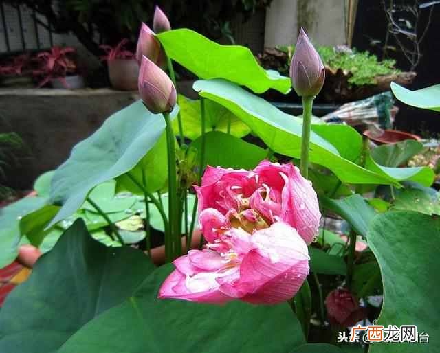 盆栽睡莲怎么养开的鲜花多?一个小技巧爆盆