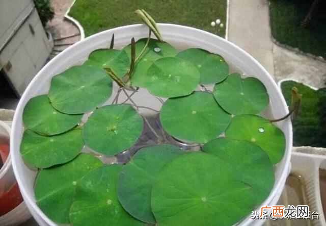 盆栽睡莲怎么养开的鲜花多?一个小技巧爆盆