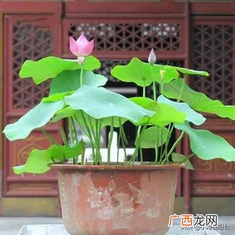 盆栽睡莲怎么养开的鲜花多?一个小技巧爆盆