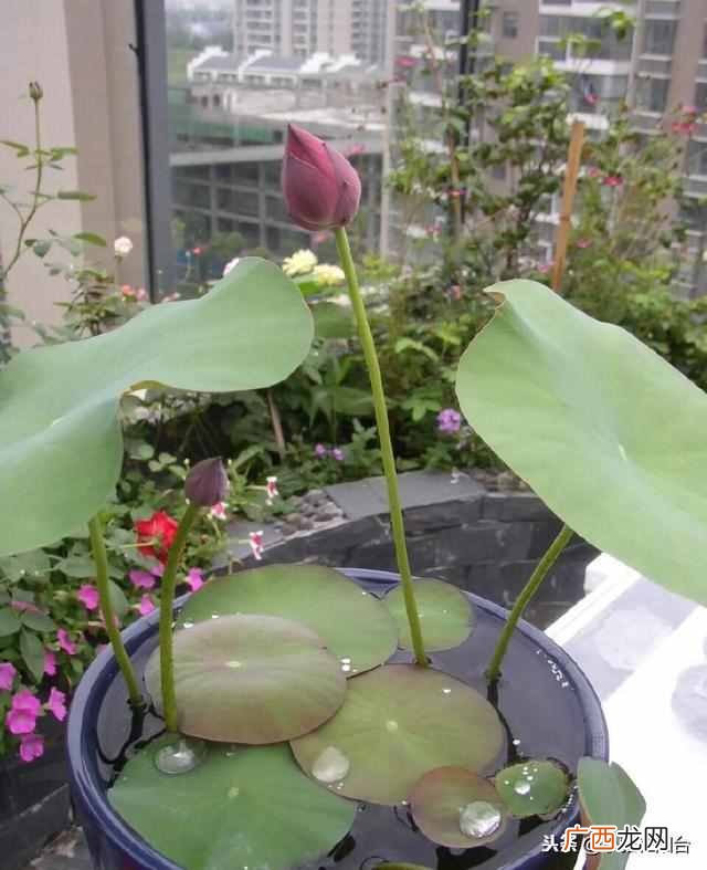盆栽睡莲怎么养开的鲜花多?一个小技巧爆盆