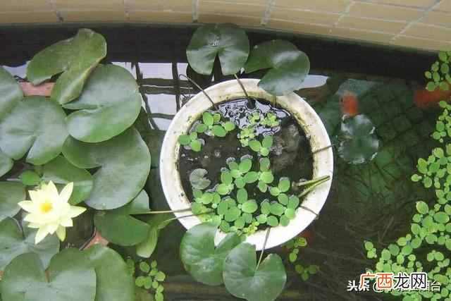 盆栽睡莲怎么养开的鲜花多?一个小技巧爆盆