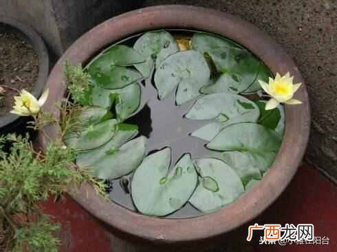 盆栽睡莲怎么养开的鲜花多?一个小技巧爆盆