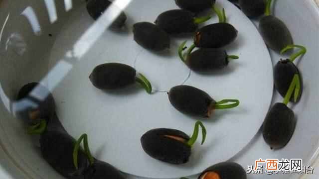 盆栽睡莲怎么养开的鲜花多?一个小技巧爆盆