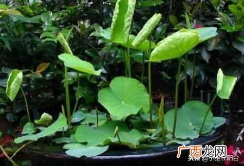 盆栽睡莲怎么养开的鲜花多?一个小技巧爆盆